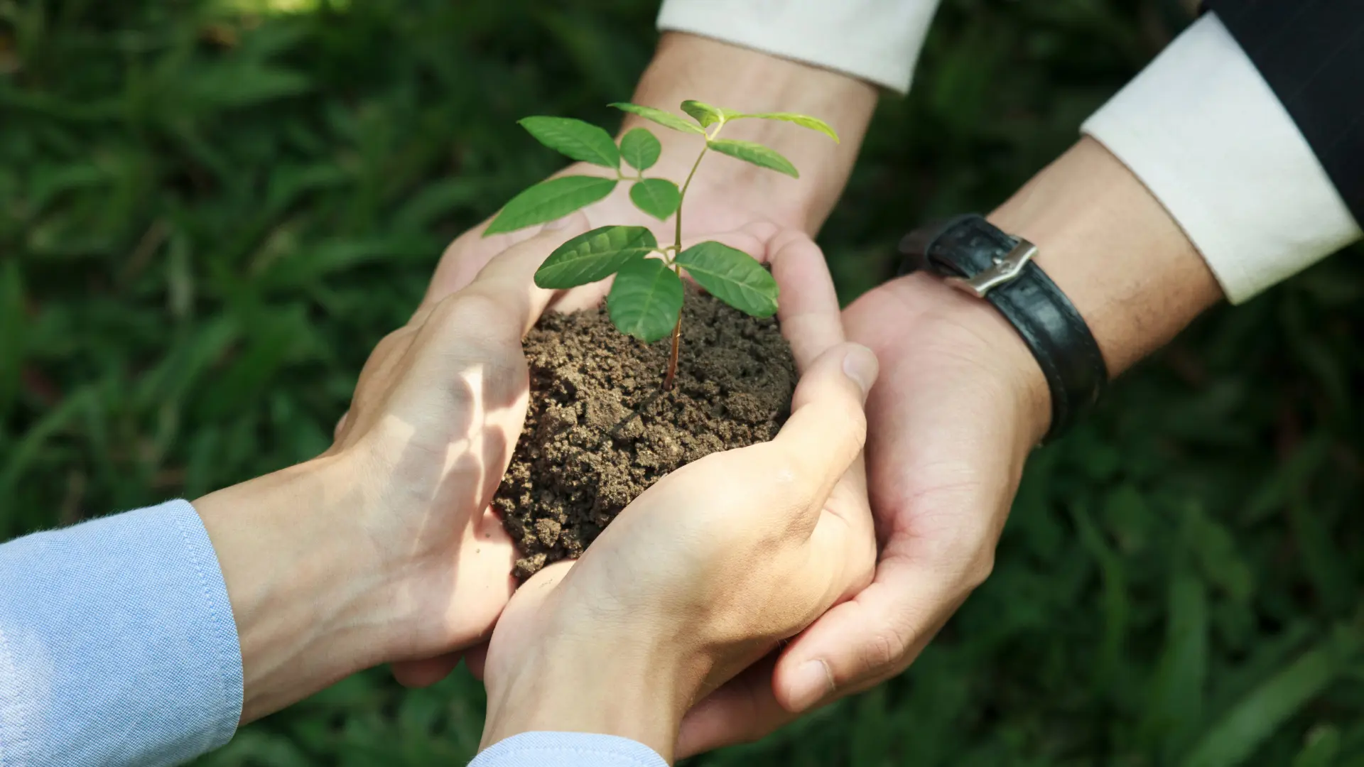 Employees planting trees as part of a corporate social responsibility programme